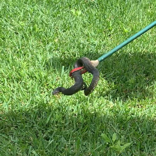 Freshly Caught Snake